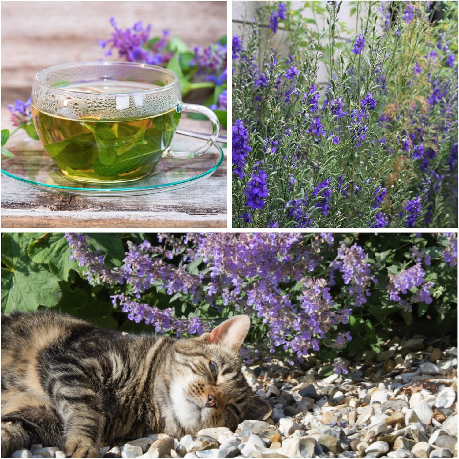Seed Needs, Catmint Seeds for Cats - 600 Heirloom Seeds for Planting Nepeta mussinii - Perennial Flowering Medicinal Herb Non-GMO & Untreated (2 Packs)