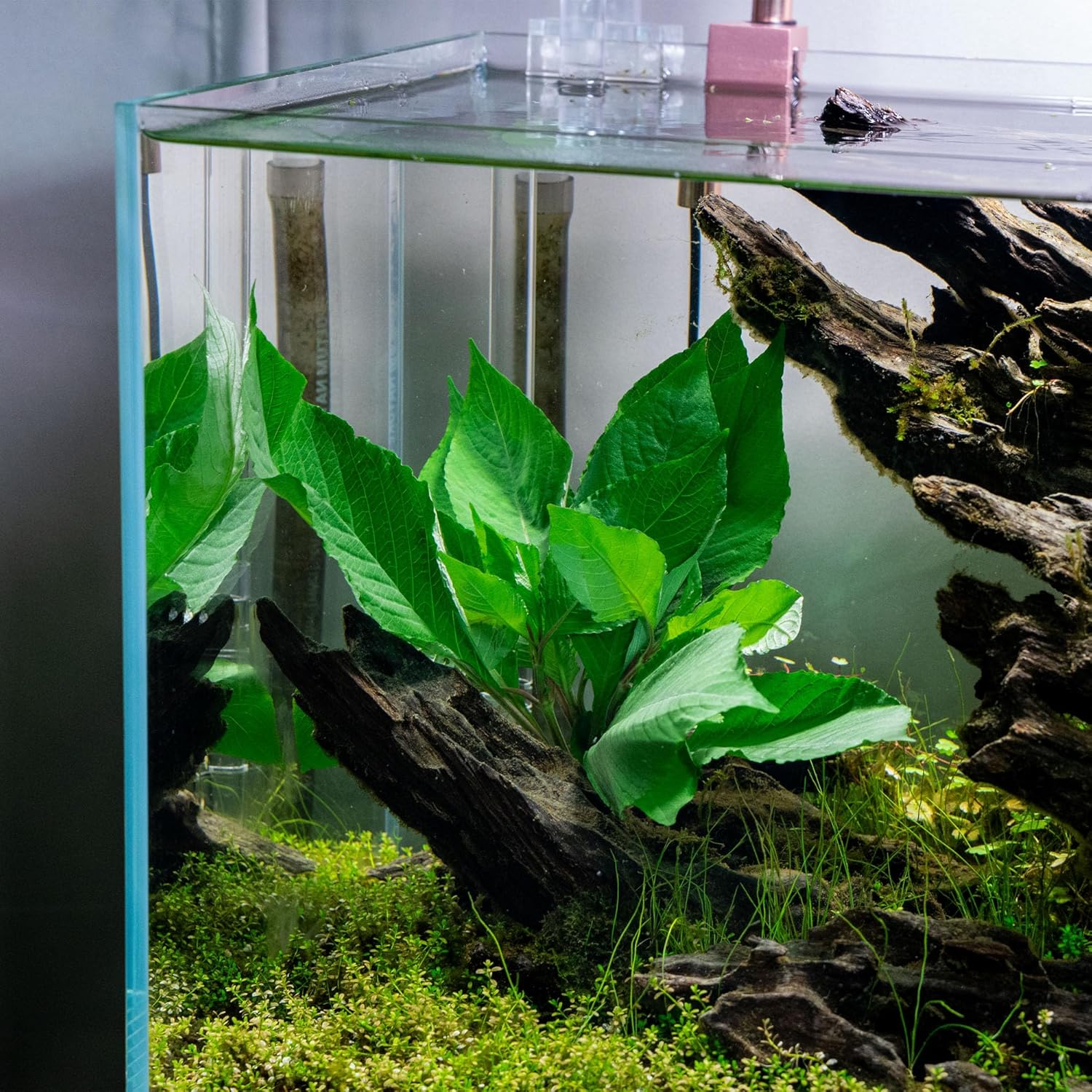 Dwarf Hygrophila Corymbosa Siamensis Live Aquarium Plant - Freshwater Fish Tank Decorations and Natural Aquatic Decor (1)