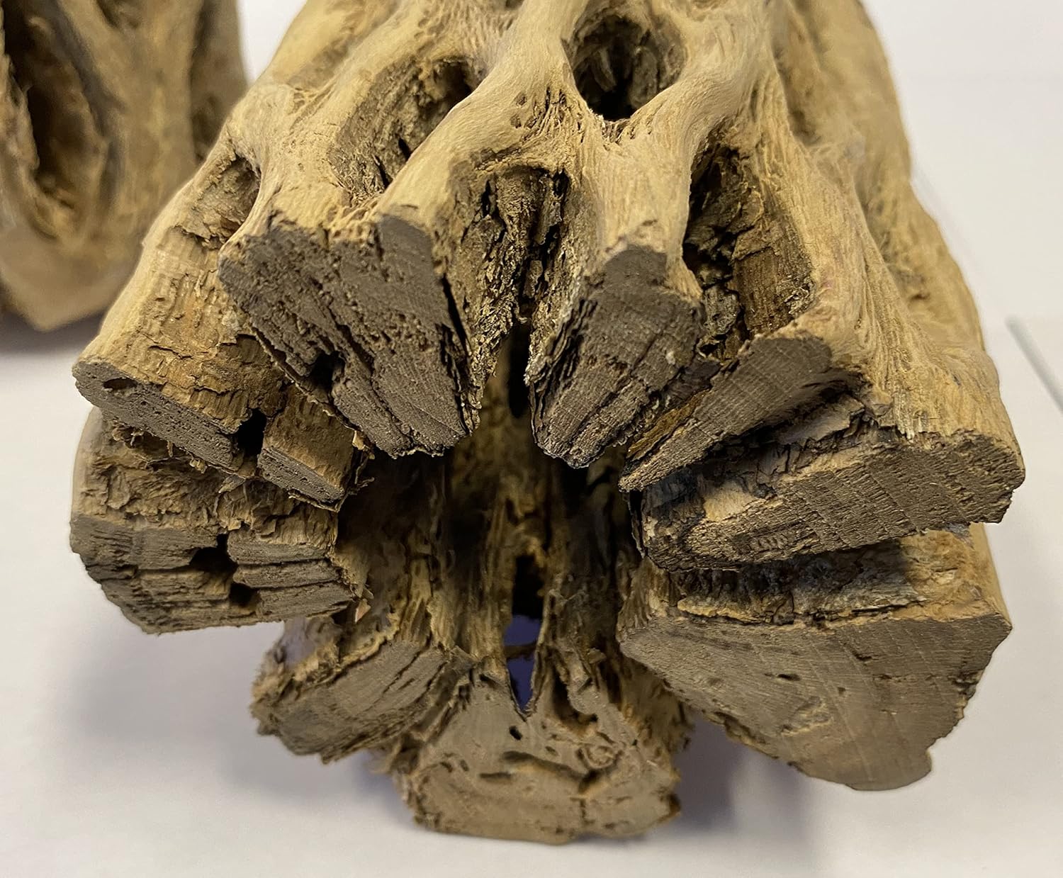 Awesome Aquatic 6 in x 2-3” Thick XL Teddy Bear/Chain Fruit/Buckhorn/Staghorn Cholla Wood Hollow Tube Wood Cactus Skeleton Tubes Thick/Diameter (6 in x 2-3 in Diameter)