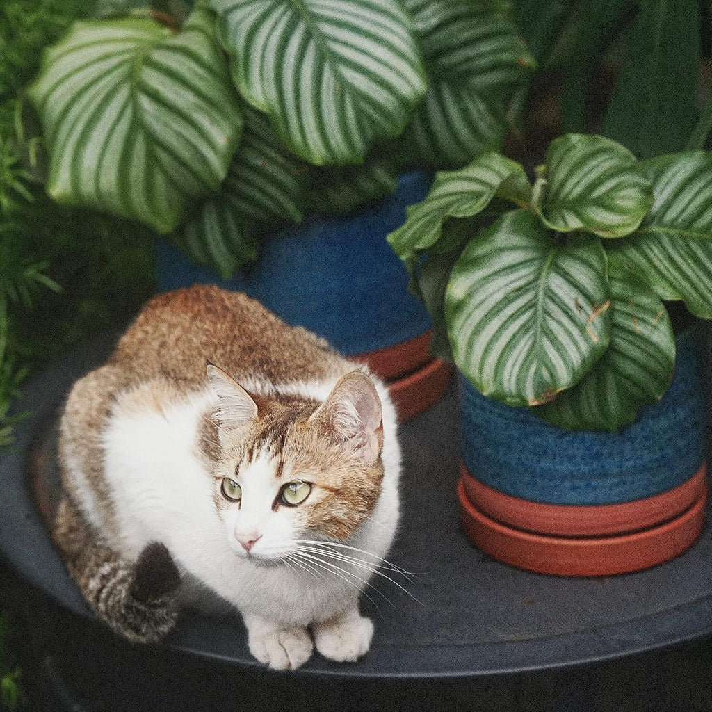 6 + 8 Inch Plant Pots, Ceramic Planter Pot with Drainage Hole & Saucer, Indoor/Outdoor Cylinder Round Planter Pot, Aqua Blue & Terracotta